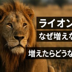 ライオンはなぜ増えない 増えたらどうなる？食物連鎖の頂点に立つ動物と生態系のバランス