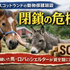 スコットランドの動物保護施設が閉鎖危機に！馬やロバはどこへ行く？資金難の実態と日本への影響を徹底解説