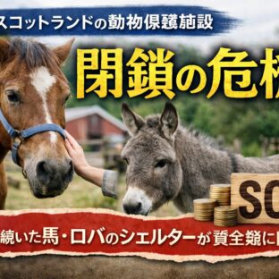 スコットランドの動物保護施設が閉鎖危機に！馬やロバはどこへ行く？資金難の実態と日本への影響を徹底解説