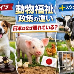 ドイツ・スウェーデンの動物福祉政策と日本の差｜世界水準から見えてくる課題と未来