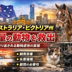 【動物虐待の実態】オーストラリアで馬13頭・猫24匹が救出｜動物福祉の現状と私たちにできること