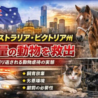 【動物虐待の実態】オーストラリアで馬13頭・猫24匹が救出｜動物福祉の現状と私たちにできること