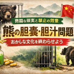 熊の胆嚢（熊胆）問題とは？残酷な胆汁採取の実態と動物福祉の視点から考える