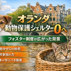 オランダが「動物保護シェルター0」を目指す理由とフォスター制度が変えた未来｜日本が今すぐ学ぶべき動物福祉の本質