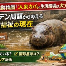 タイの人気カバ「Moo Deng」から学ぶ動物園の動物福祉問題｜生活環境と国際基準を徹底解説