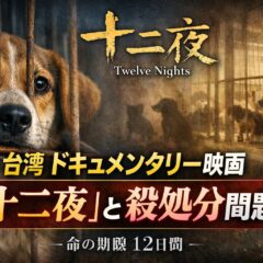台湾ドキュメンタリー映画『十二夜』が変えた殺処分ゼロへの道｜日本が学べること