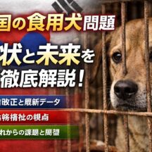 韓国の食用犬問題とは？禁止法成立の背景と動物福祉の現在地【2024年最新】