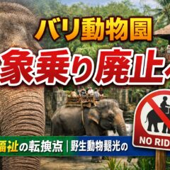 バリ動物園の象乗りが廃止された理由とは？動物福祉・観光業への影響を徹底解説