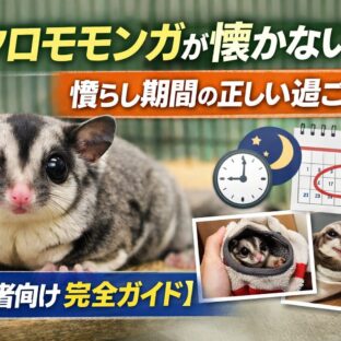 フクロモモンガが懐かない？慣らし期間の正しい過ごし方【初心者向け完全ガイド】