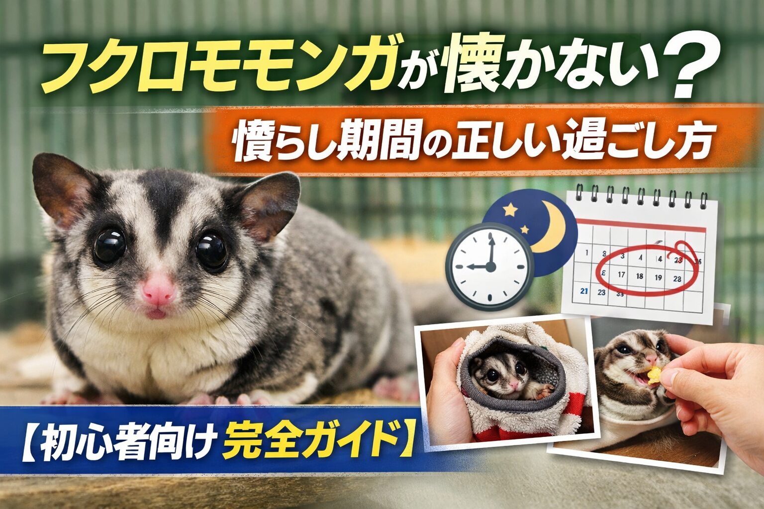 フクロモモンガが懐かない