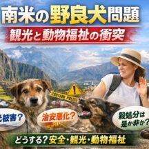 南米の野良犬問題と観光の衝突｜ペルー・チリで深刻化する「観光・安全・動物福祉」の三つ巴