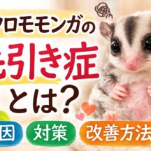 フクロモモンガの毛引き症とは？原因・対策・治し方を動物福祉の視点で解説