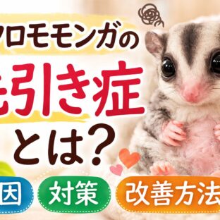 フクロモモンガの毛引き症とは？原因・対策・治し方を動物福祉の視点で解説
