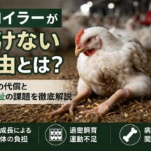 ブロイラーが歩けない理由｜ 急成長がもたらす鶏の苦しみと、 私たちに今できること