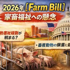 【2026年Farm Bill】アメリカ農業法で家畜福祉は後退？動物福祉団体が懸念する理由