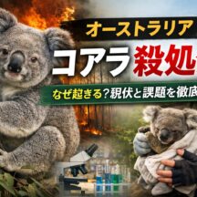 オーストラリアのコアラ殺処分問題とは？絶滅危惧種が直面する現実と動物福祉の課題を徹底解説