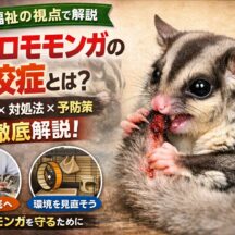 フクロモモンガの自咬症とは？原因・対処法・予防策を徹底解説【完全ガイド】