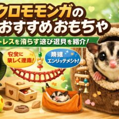 フクロモモンガのおもちゃ完全ガイド｜運動不足を防ぐおすすめ遊具