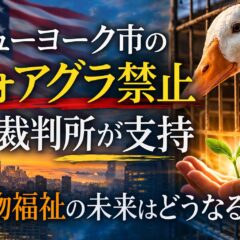 ニューヨーク市のフォアグラ禁止を裁判所が支持｜強制給餌と動物福祉問題を解説