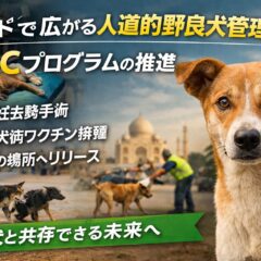 インドの野良犬問題を人道的に解決する「ABCモデル」とは？ラクナウから全州へ広がる動物福祉の新潮流