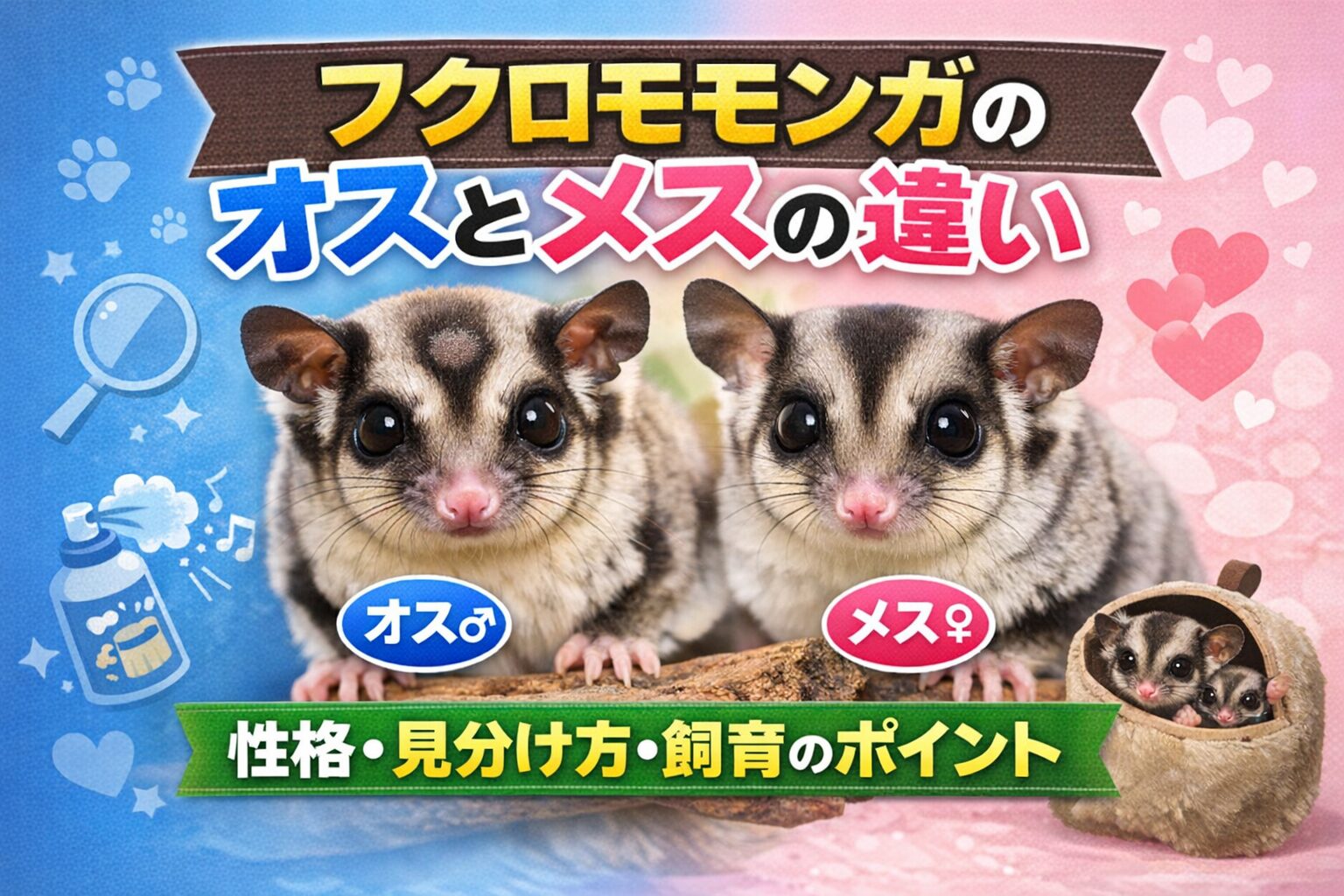 フクロモモンガのオスとメスの違い