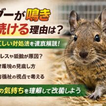デグーが鳴き続ける理由とは？原因と正しい対処法を動物福祉の視点で徹底解説