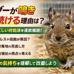 デグーが鳴き続ける理由とは？原因と正しい対処法を動物福祉の視点で徹底解説
