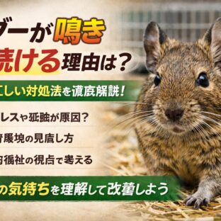 デグーが鳴き続ける理由とは？原因と正しい対処法を動物福祉の視点で徹底解説