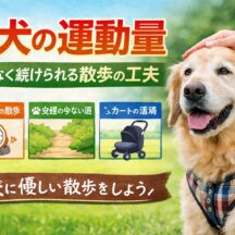 老犬の運動量の目安｜無理なく続ける散歩の工夫と注意点【獣医監修レベル解説】