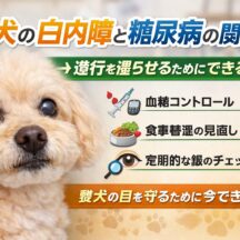犬の白内障と糖尿病の関係——進行を遅らせるためにできること【獣医師監修】