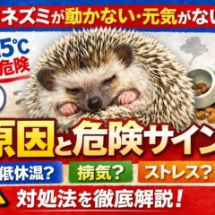 ハリネズミが動かない・元気がないときの原因と対処法｜獣医師監修の完全ガイド