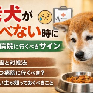 老犬が食べない原因と対処法｜病院に行くべき危険サインも解説