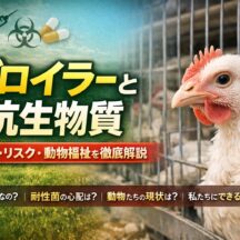 ブロイラーと抗生物質の真実｜動物福祉・薬剤耐性・食の安全を徹底解説