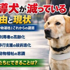 盲導犬が減っている理由｜日本の盲導犬の数・現状・今後の課題を解説