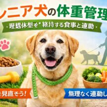シニア犬の体重管理｜理想体型を維持する食事と運動【完全ガイド】