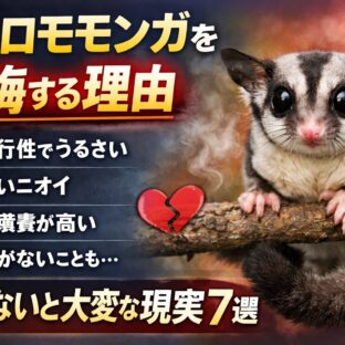 フクロモモンガを飼って後悔する理由7選｜知らないと危険な飼育の現実