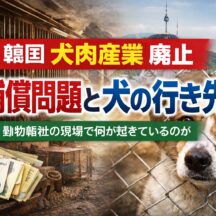 韓国・犬肉産業廃止の補償問題とは？飼育犬の行き先・業者支援の現実を徹底解説