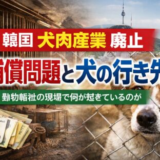 韓国・犬肉産業廃止の補償問題とは？飼育犬の行き先・業者支援の現実を徹底解説