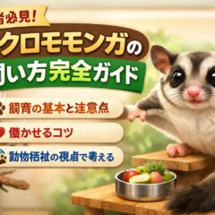 フクロモモンガの飼い方完全ガイド｜初心者でも失敗しない飼育方法・餌・寿命・注意点