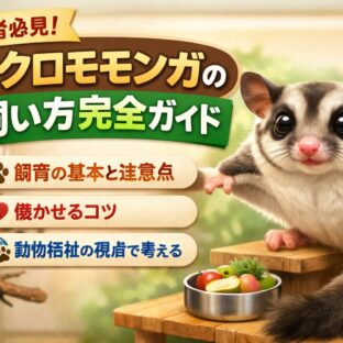 フクロモモンガの飼い方完全ガイド｜初心者でも失敗しない飼育方法・餌・寿命・注意点