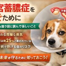 子宮蓄膿症を防ぐために——未避妊犬を飼う前に読んでほしいこと【完全ガイド】