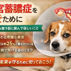 子宮蓄膿症を防ぐために——未避妊犬を飼う前に読んでほしいこと【完全ガイド】