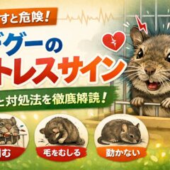 デグーのストレスサイン完全ガイド｜見落としがちな行動・症状と対処法を専門解説