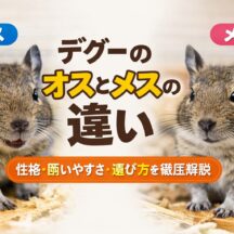 デグーのオスとメスの違いを徹底解説｜性格・体の特徴・飼育のポイントまで