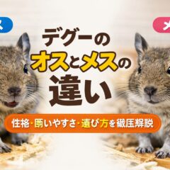 デグーのオスとメスの違いを徹底解説｜性格・体の特徴・飼育のポイントまで