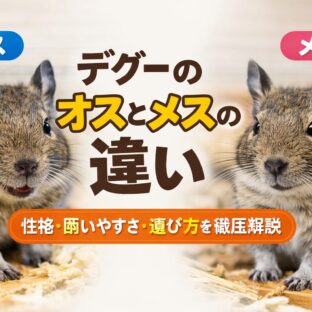 デグーのオスとメスの違いを徹底解説｜性格・体の特徴・飼育のポイントまで