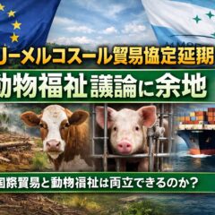 EU–メルコスール貿易協定の延期が動物福祉に与えるチャンス——国際貿易と工場畜産の未来を問う