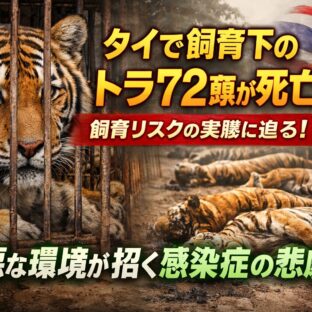 タイでトラ72頭が死亡｜飼育下の野生動物が抱える深刻なリスクと動物福祉の現実
