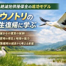 コウノトリの野生復帰とは？絶滅危惧種保全の成功モデルをわかりやすく解説