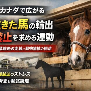 カナダで「生きた馬の輸出」禁止を求める運動拡大｜長距離輸送と動物福祉の問題とは